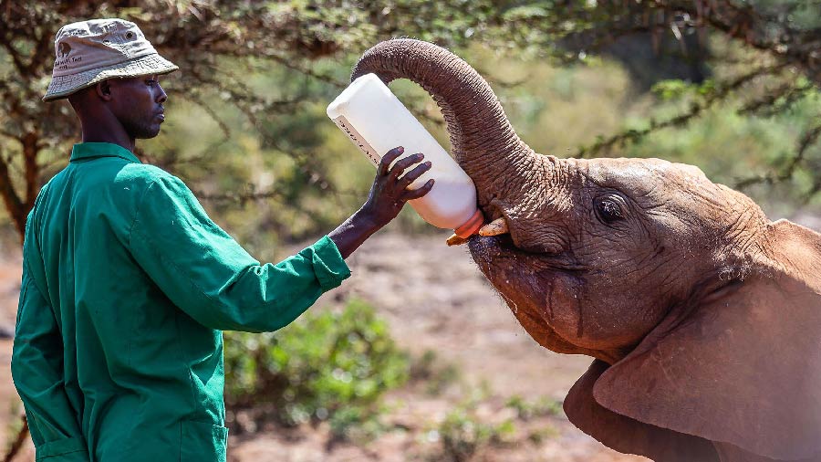 Hombre en Africa alimentando a un pequeño elefante