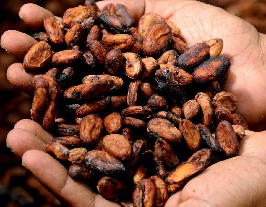 El grano colombiano del cacao es de los mejores del mundo