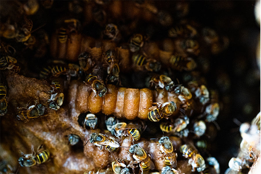 comunidad-abeja-melipona