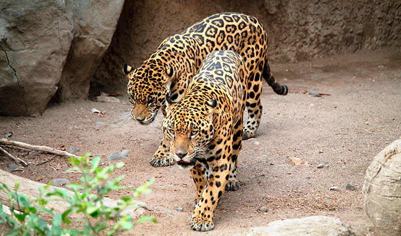 Estudiantes Tec participan con animal Karma en proyecto de preservación del jaguar.