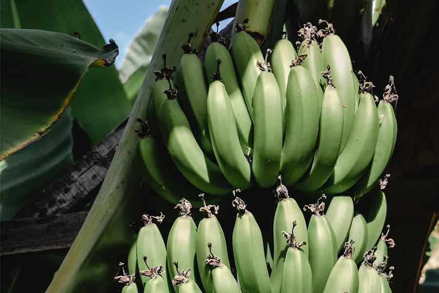 El plátano verde se usa para producir biolpástico