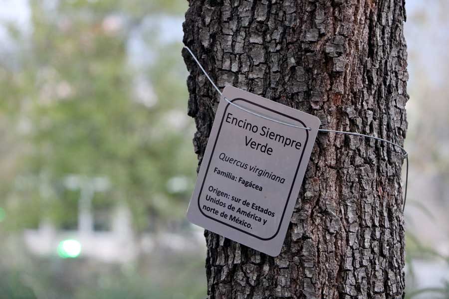 Encino siempre verde es una de las especies de árboles existentes en Parque Central.