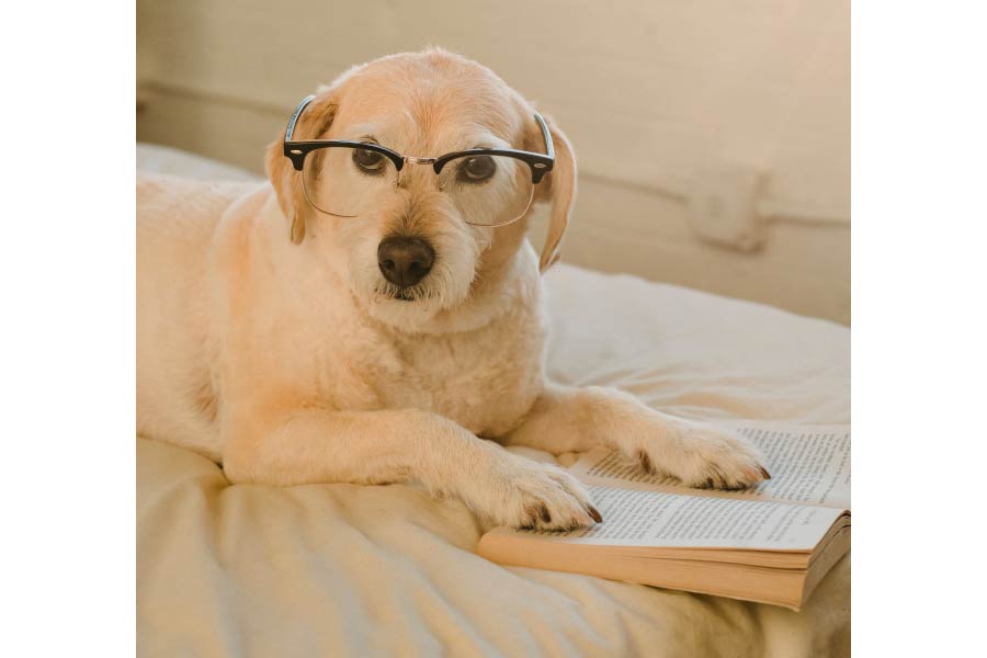 El equipo argumenta que es importante estar informado antes de adoptar un perro, para evitar el abandono en un futuro. Foto: Pexels.com