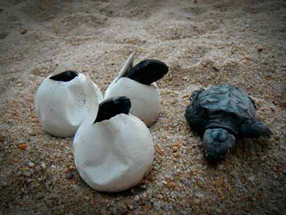 Alumnos de PrepaTec aprenden de expertos en tortugarios para liberar tortugas marinas en playas de Tecomán.