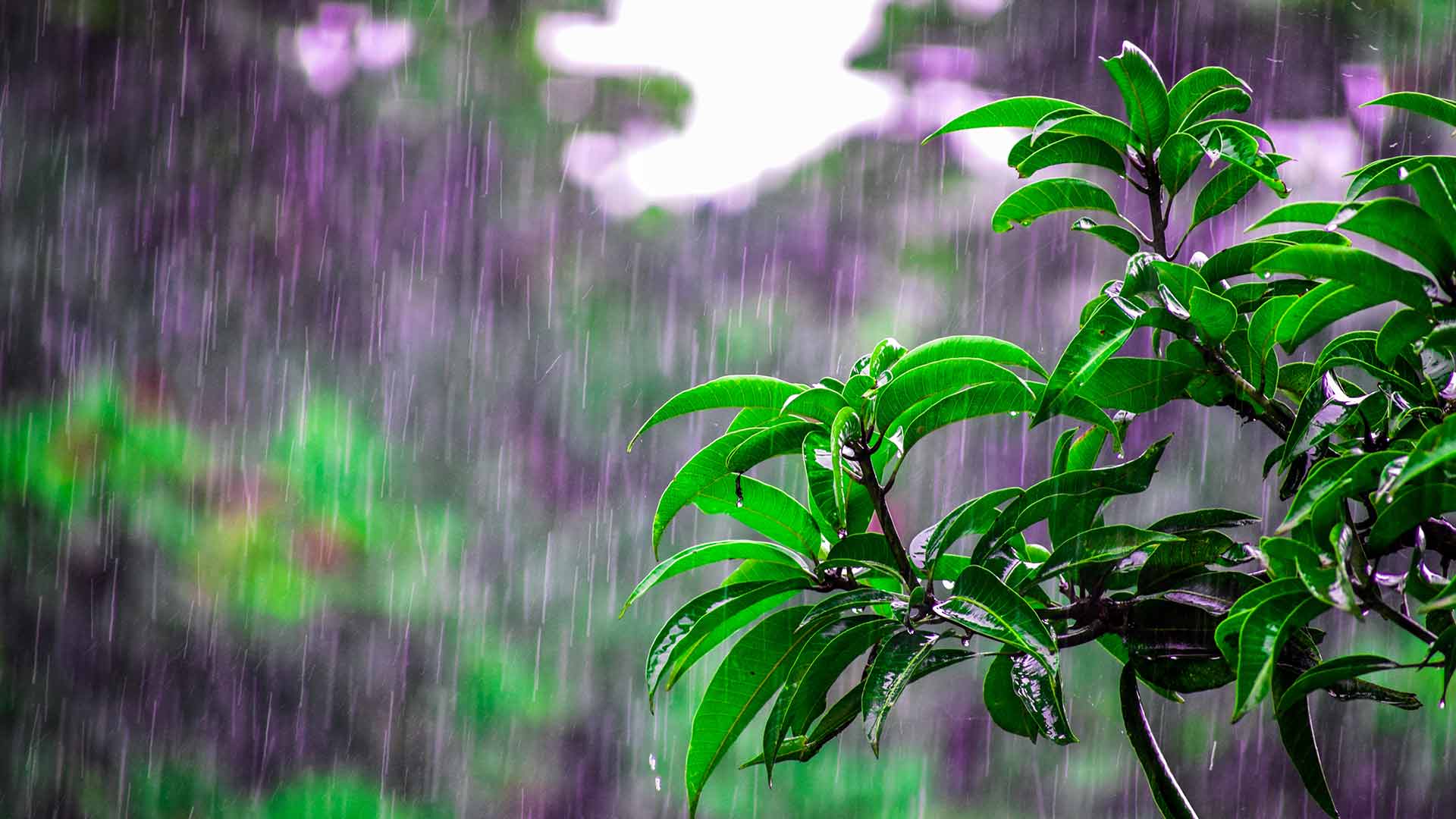 lluvia acida plantas