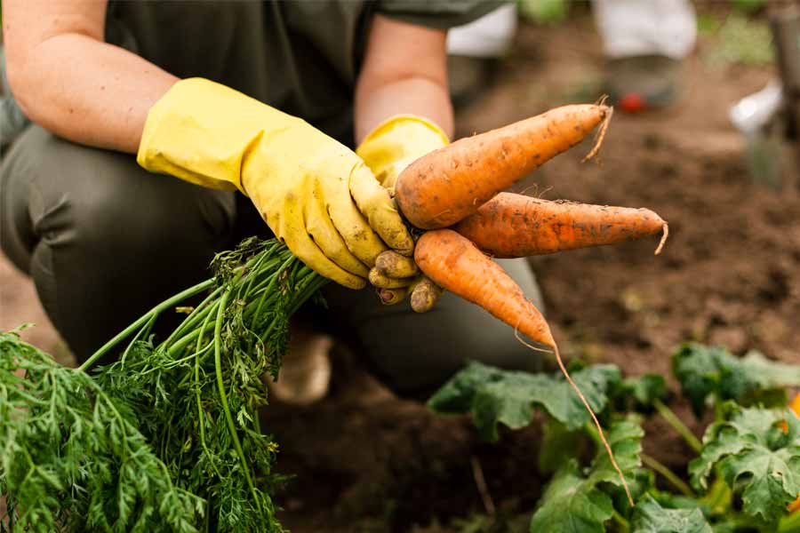 manos-recolectando-zanahorias-en-campo-agricola