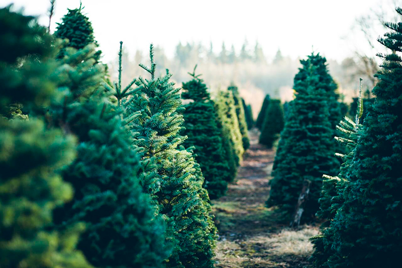 Aquí se muestra una granja de árboles de Navidad naturales, una opción para un árbol de Navidad ecológico.