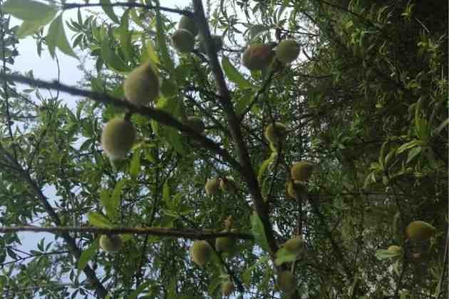 Cultivo de duraznos en el huerto del profesor Foucras