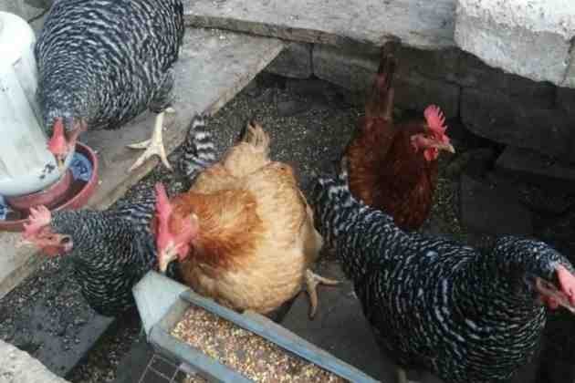 Gallinas pertenecientes al huerto casero del Dr. Foucras