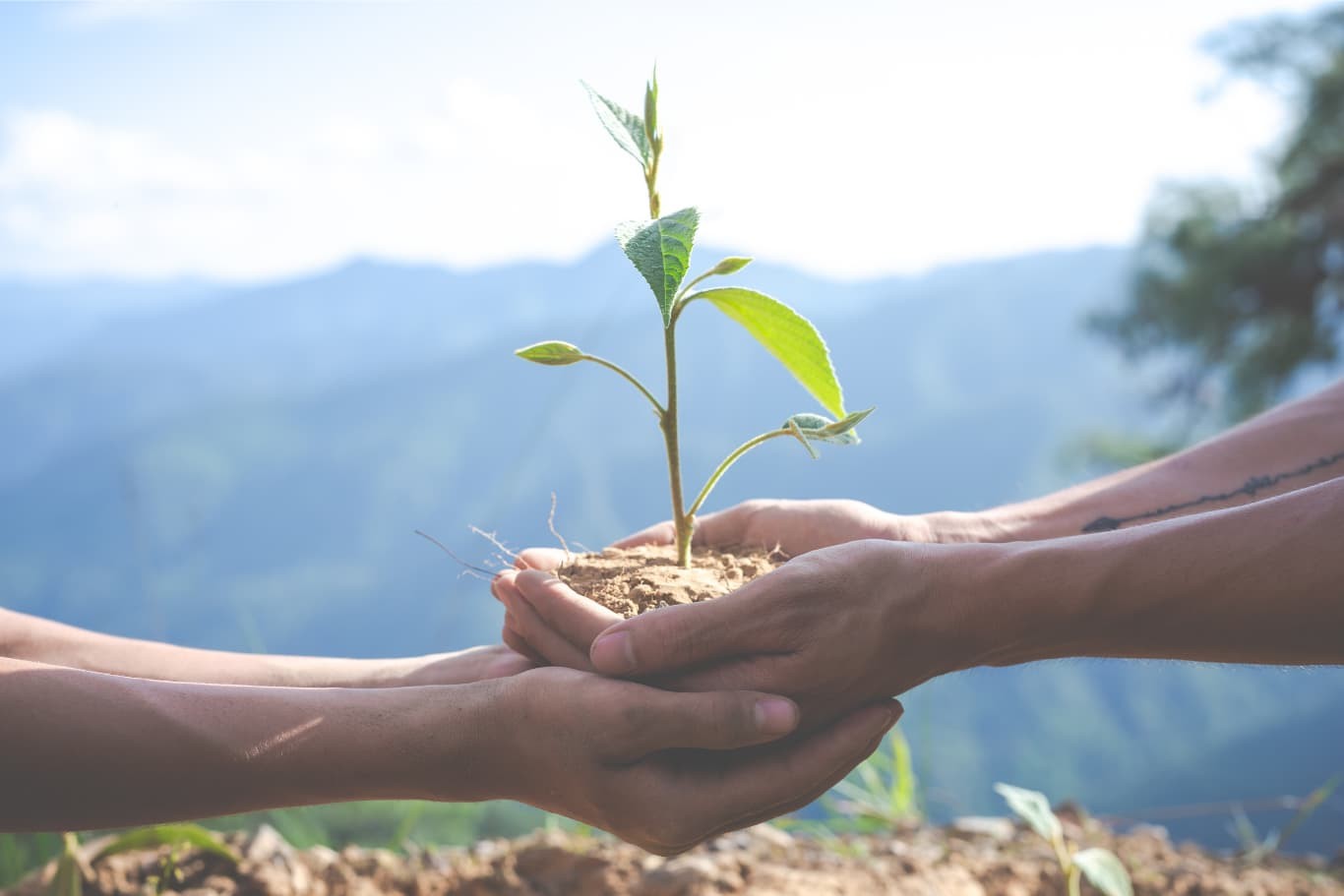 panta-arbol-naturaleza-medio-ambiente-cambio-climatico