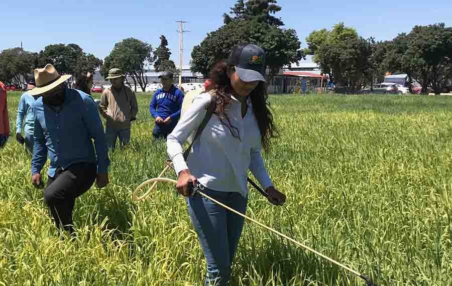 Profesor del Tec dirige investigación del uso de suelo aplicado a la producción de la avena.