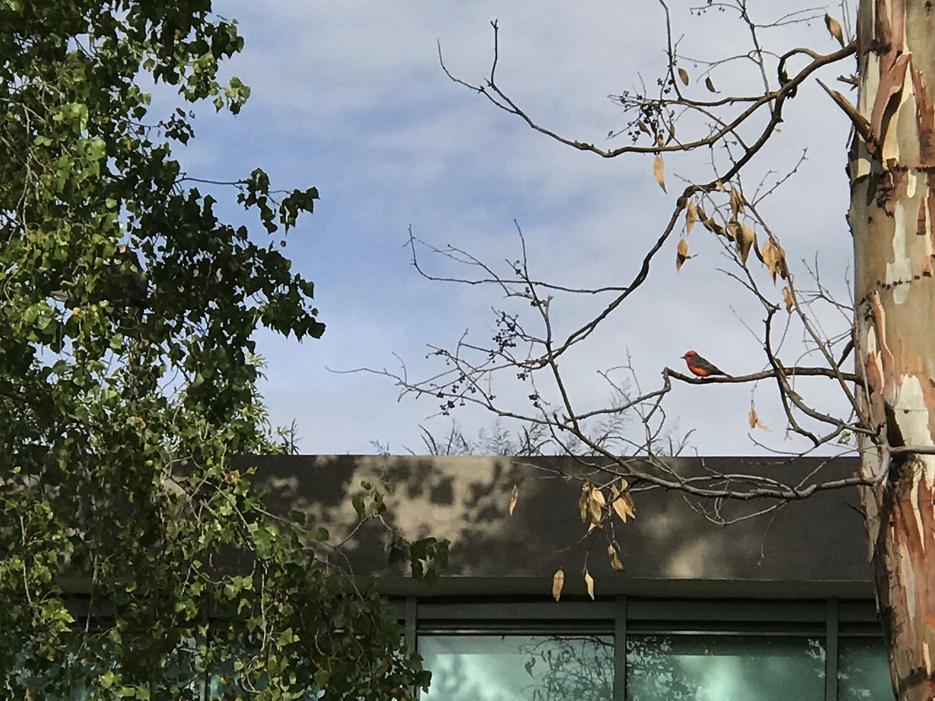 El pinzón de pecho rojo es una de las especies que habitan la institución. Fauna del Campus Zacatecas.