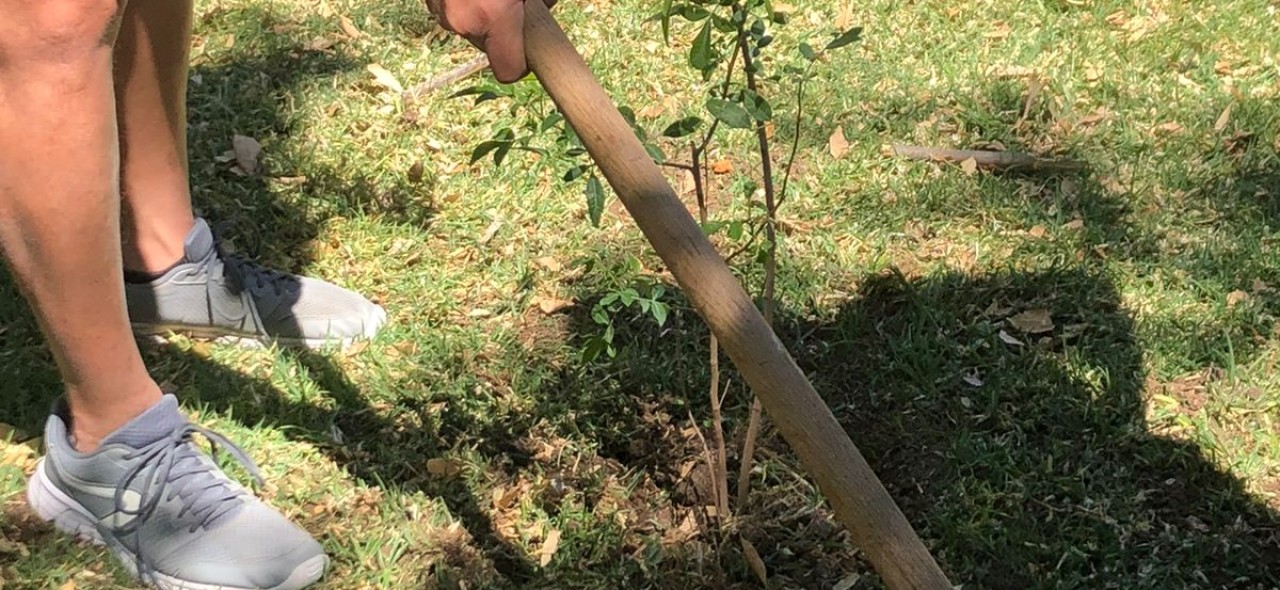 Reforestación en Parque Urbano Alameda 2000