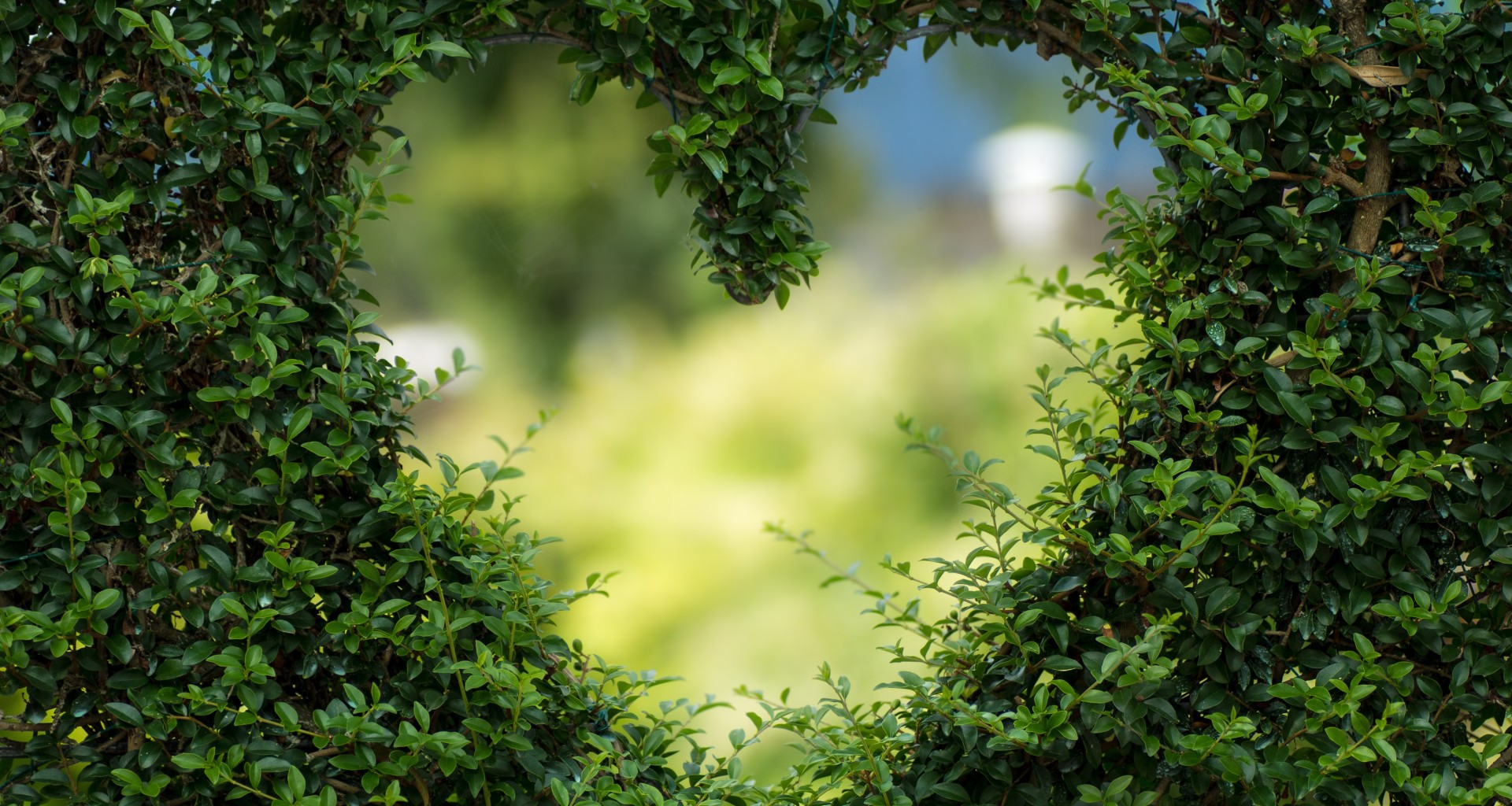 Corazón formado por un arbusto (Photo by Alena Koval - Pexels)