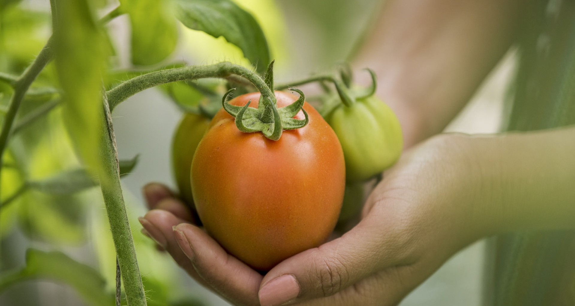 manos cosechando tomate en sinaloa