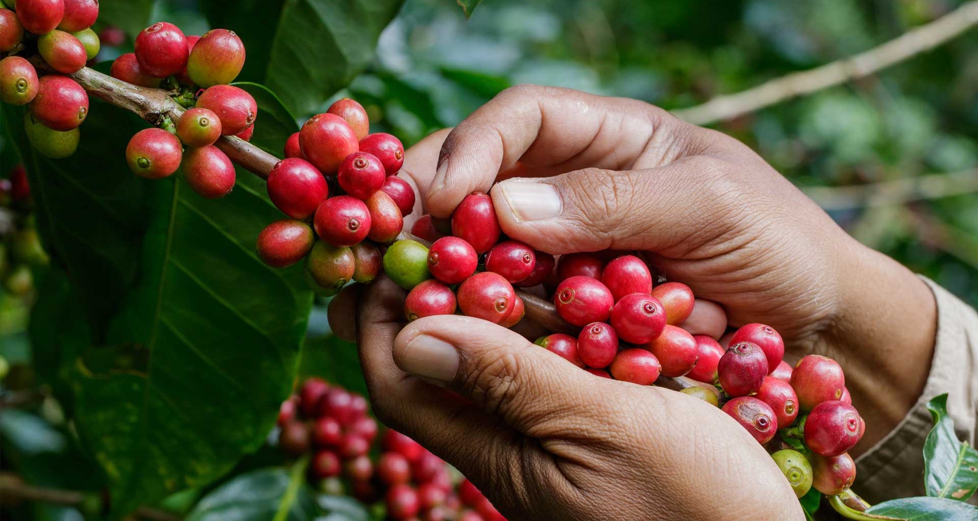 OIT, INAES y Tec, impulsan café en Chiapas