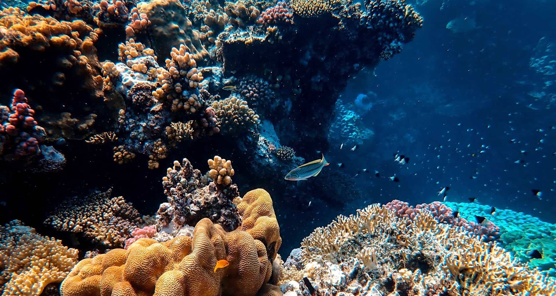 El proyecto PhytO, ganador del Premio Santander de emprendimiento busca proteger los arrecifes.