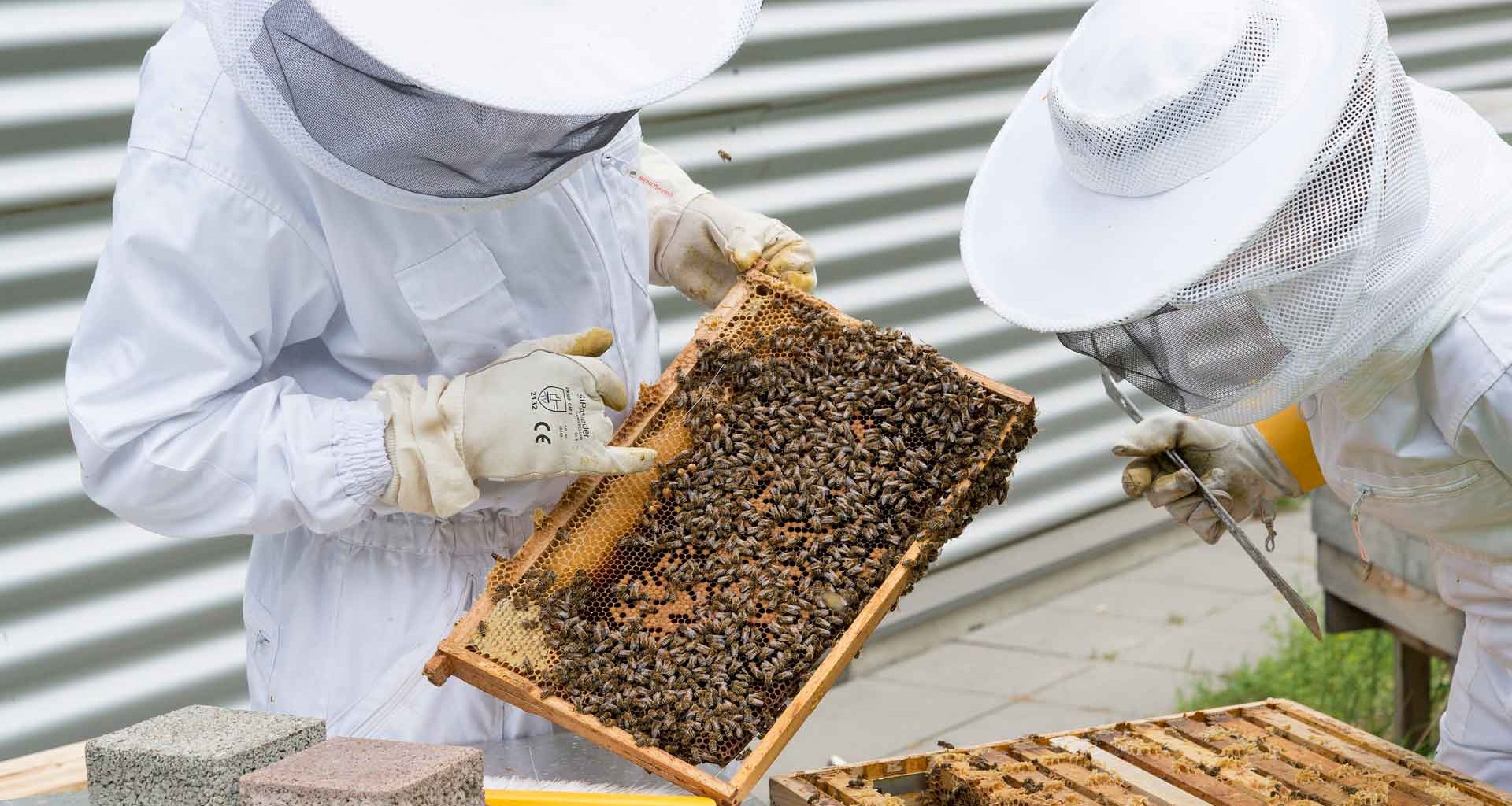 Alumnos de Mercadotecnia del Tec realizan estrategias para apicultores de Jalisco.
