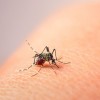 Investigadores del Tec de Monterrey son premiados por su proyecto de predicción del Zika