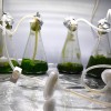 Cultivo de microalgas