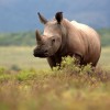 Relevante cuidar a los rinocerontes de la extinción y de la vida silvestre en general