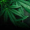 Advierten efectos en salud por mariguana ante probable legalización