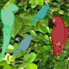 Dibujo de siluetas animadas de 6 loros de distintos colores postrados en una imagen real de un árbol.