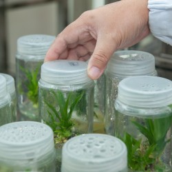 Desarrollan estudiantes de Ingeniero en Biotecnoogía (IBT), crema para ulceras a base de la planta Tournefortia hirsutissima (Tlachichinoa).