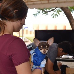 Alumna en la Semana de Tópico presenta su proyecto de casa para mascotas