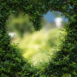 Corazón formado por un arbusto (Photo by Alena Koval - Pexels)