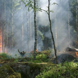 Crean sensores solares que detectarán incendios forestales más rápido