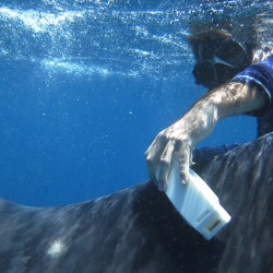 Estudiantes presentan dispositivo para estudiar al tiburón ballena