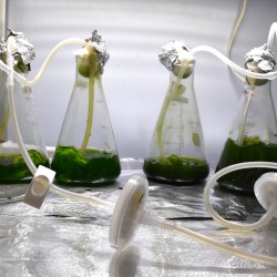 Cultivo de microalgas