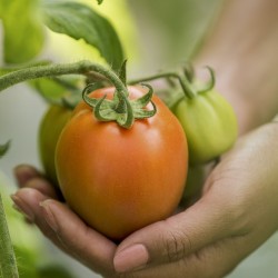 manos cosechando tomate en sinaloa