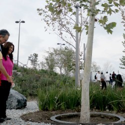 'Siembran' generosidad donantes de árboles en el Parque Central